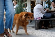 Kokua Line: Must restaurants welcome pet dogs?