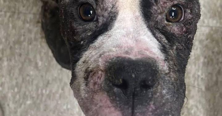 Humane Society seeks info about emaciated pit bull brought to Atlantic City center
