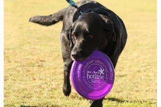 The Outer Banks Voice -   Dogs Against Domestic Violence returns to Dowdy Park Oct. 11
