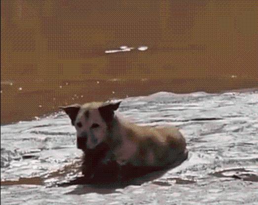 WATCH: First responders rescue senior dog trapped in mud in St. George