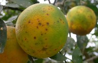 AVA-ASAJA denuncia el riesgo de plagas en cítricos importados