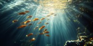 Qué sonidos emiten los peces y por qué los registros subacuáticos pueden transformar la conservación marina