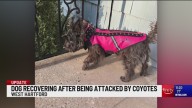 Dog recovering after being attacked by coyotes in West Hartford
