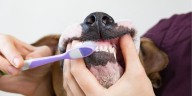 Estos alimentos dañan gravemente los dientes de tus mascotas: ¿cuáles son y cómo proteger su salud bucal?