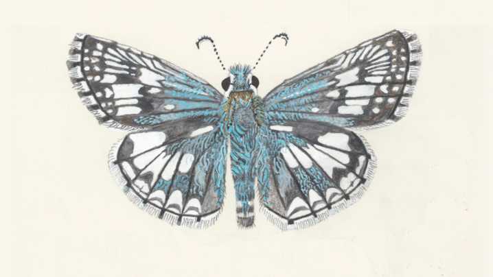 Book Review: ‘Butterflies of the Bay Area’ by Liam O'Brien
