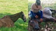 Congresista Andrea Padilla denuncia maltrato animal en manos de contratistas de la SAE: 'Están muriéndose por enfermedades, lesiones y hambre'