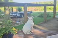 Owner Can't Tell if Dog Is Deaf or Has Just Been 'Faking It' for 5 Years