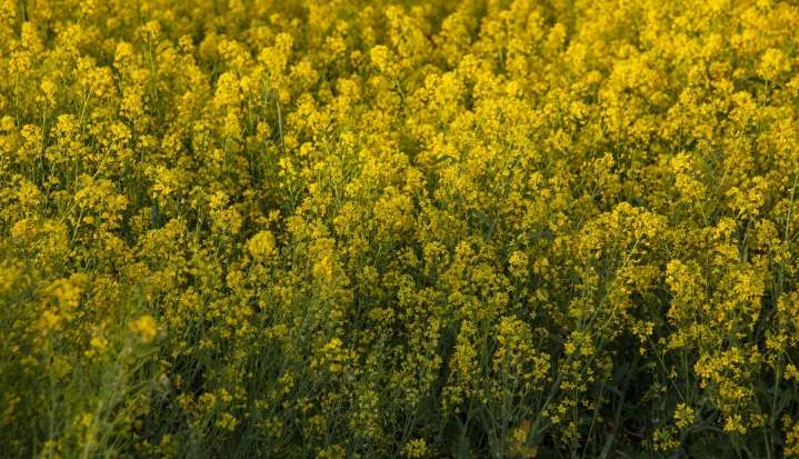 Las exportaciones ucranianas de colza caen 59% en septiembre, dice sindicato agrario