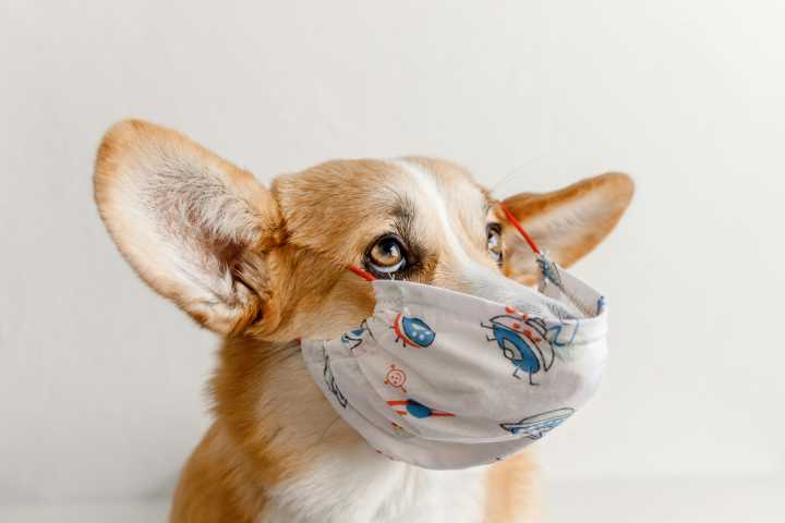 ¿Isapre para mascotas? Alcances jurídicos y panorama del seguro veterinario