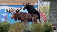 Young Male Moose Tries To Mate With A Wooden Moose In Montana