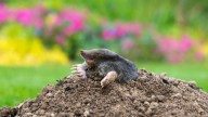 Why WD-40 May Not Be The Best Solution For Getting Rid Of Garden Moles (And What Is)