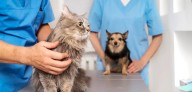 Esterilización y castración: beneficios para tu mascota