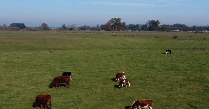 Lanzan campaña para comprometer a candidatos del Congreso a tramitar leyes por los animales