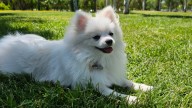 Perros zurdos y diestros: la ciencia detrás de la pata dominante