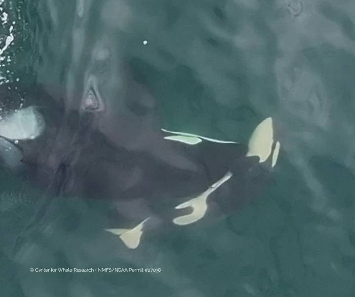 ‘Mourning the loss’: Another orca carries her dead calf through the sea near Washington
