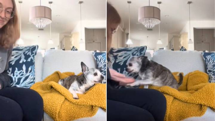 Ohio Woman’s Surprise Visit For Her Senior Dog After An 18-Hour Drive Will Warm Your Heart