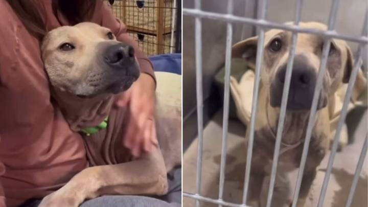 California Pregnant Dog Abandoned At Shetler Shortly Before Her Puppies Arrive