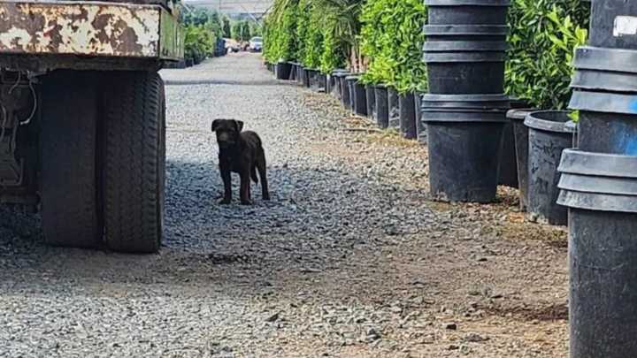 California Worker Finds A Strange Visitor Hiding In The Garden With A Secret No One Expected