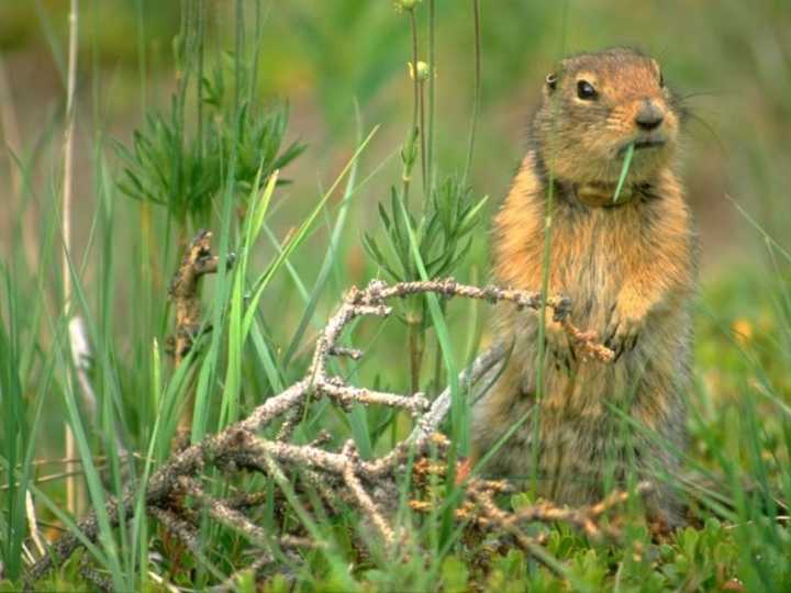 Una ardilla salvaje aterroriza California: hirió gravemente a dos vecinos y la zona se mantiene alerta por los ataques