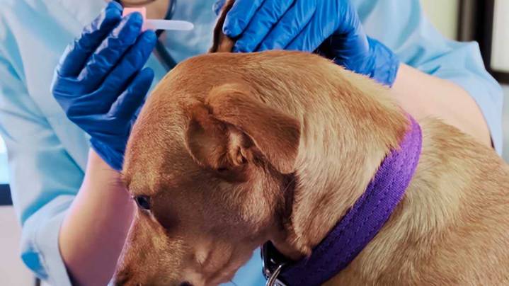 Alerta por la retirada de un medicamento para perros por fallos de fabricación