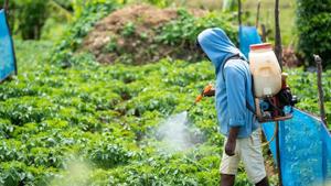 Eating some fruits and veggies can increase toxic pesticides in your body