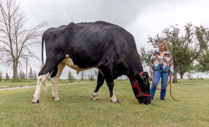 Alberta steer named ‘Beef’ crowned world’s tallest by Guinness