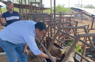 Alerta en Coahuila por gusano barrenador en NL; prevén que se retrase 60 días reapertura de frontera