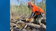 National Forest Service reports progress made in SC forest restoration