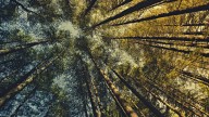 How to control pine-forest fires in Himachal Pradesh