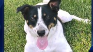Puppy love with a purpose: Nebraska Med and local animal rescue team up to promote heart health