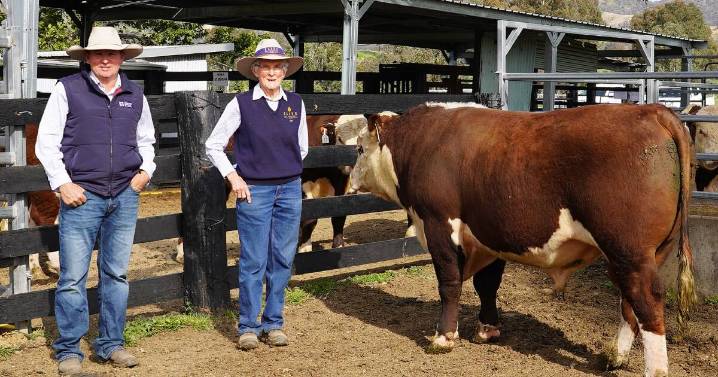 Elite Poll Herefords to Qld and NSW stud and commercial herds