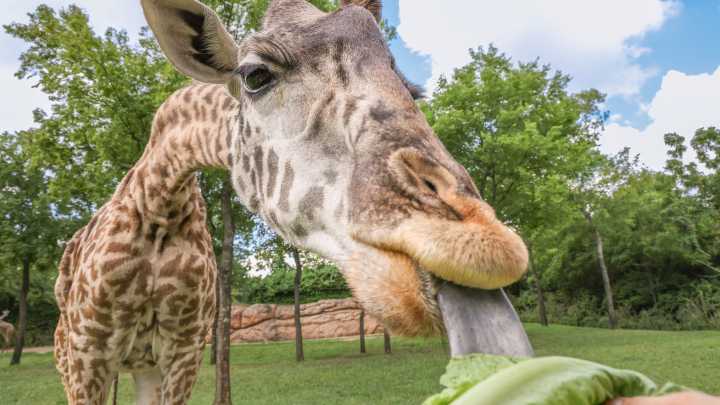 Nashville Zoo's giraffe herd matriarch Nasha dies at 11 years old