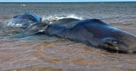All three beached sperm whales in P.E.I. dead: conservation group