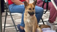 ¡Mascotas sanas y felices! Llegan nuevas campañas de esterilización a estas colonias en Aguascalientes... ¡y gratis!