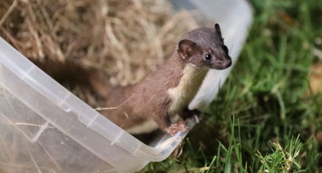 Liberación de fauna silvestre en Cundinamarca: más de seis animales regresaron a su hábitat natural