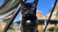 Beloved 'Shop Cat' Rediscovered 13 Years After Disappearance