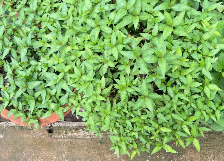 Planting the fast-growing and bold-flavored Vietnamese coriander – Orange County Register
