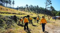 Unen fuerzas para reforestar Cumbres de Majalca Gobierno de Chihuahua y Súper Copa Roshfrans