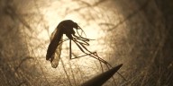 Beaufort Co. Mosquito Control tests area where deadly disease was found, no source discovered