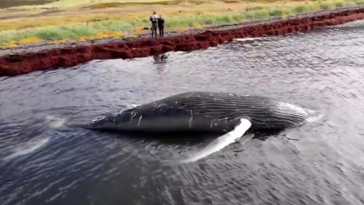 Encontraron muerta a la ballena "Ozzy Osbourne" en Islandia 🎦