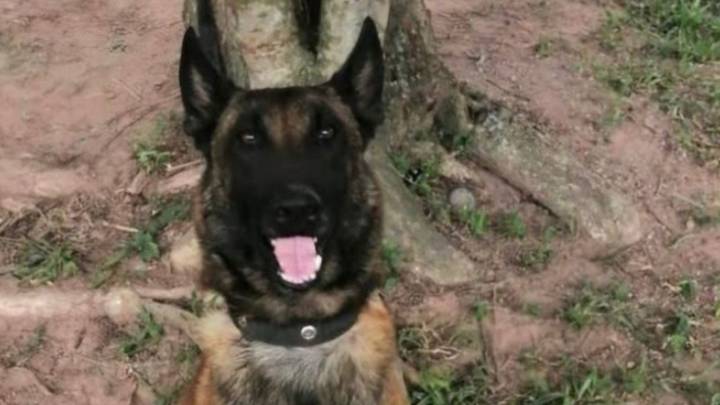 ¡De no creer! Telmo, el perro antinarcótico, está vivo: fue secuestrado y posteriormente liberado