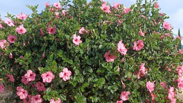 Ni violetas ni claveles: la planta con flores que transforma tu jardín