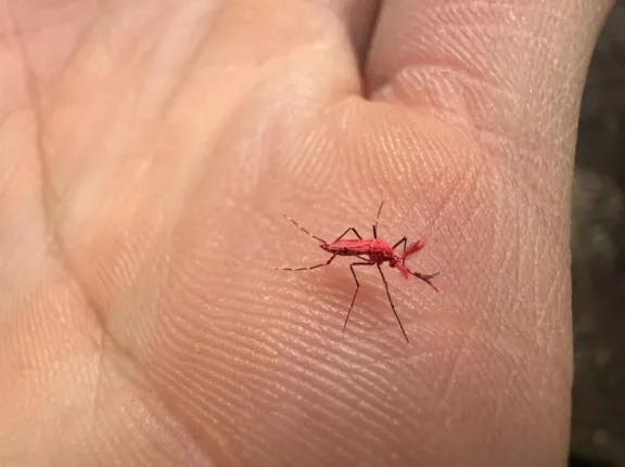 Neuquén lanzó un plan intensivo contra el dengue ante la llegada de la primavera