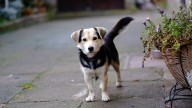 Labrador Husky: Not a Labrador Retriever