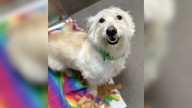 Maryland Dog Owner Spots Her Pup’s Lookalike At A Shelter And Adopts Him Instantly