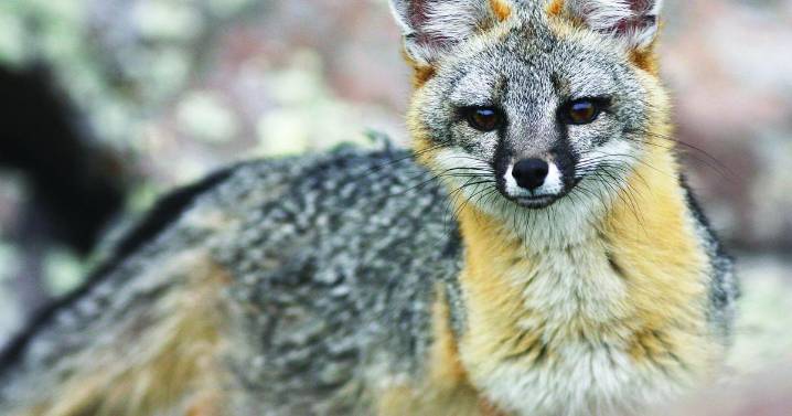 Nature Notes: A blend of catlike grace and canine cunning