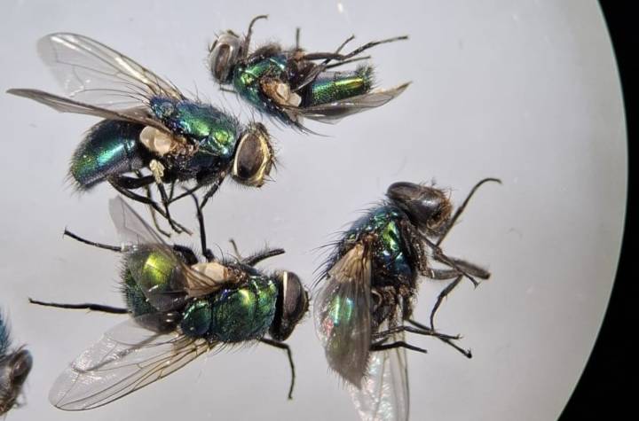 Las moscas que anuncian la muerte: la ciencia sofistica el uso de insectos para resolver crímenes más complejos