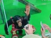 Zoológico en China prohíbe mostrar reels a chimpancé fan de TikTok