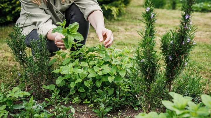 15 Easy-To-Grow Herbs That Can Help Keep Pests Away From Your Yard And Garden