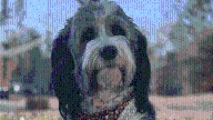 'Served her community well': Police therapy dog killed in Mass. head